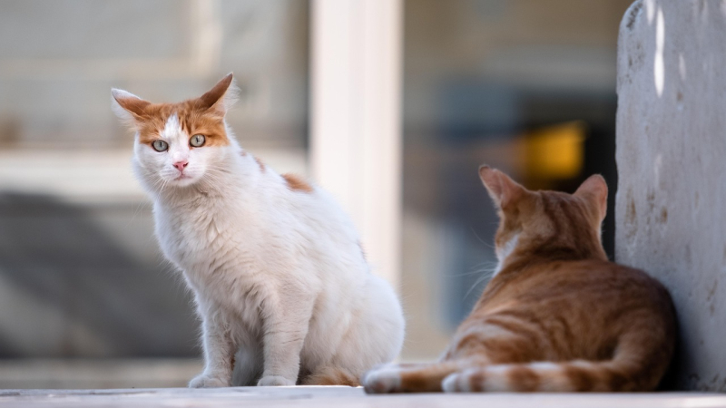 Collecte de litière et  nourriture pour chats chez Gamm Vert samedi!
