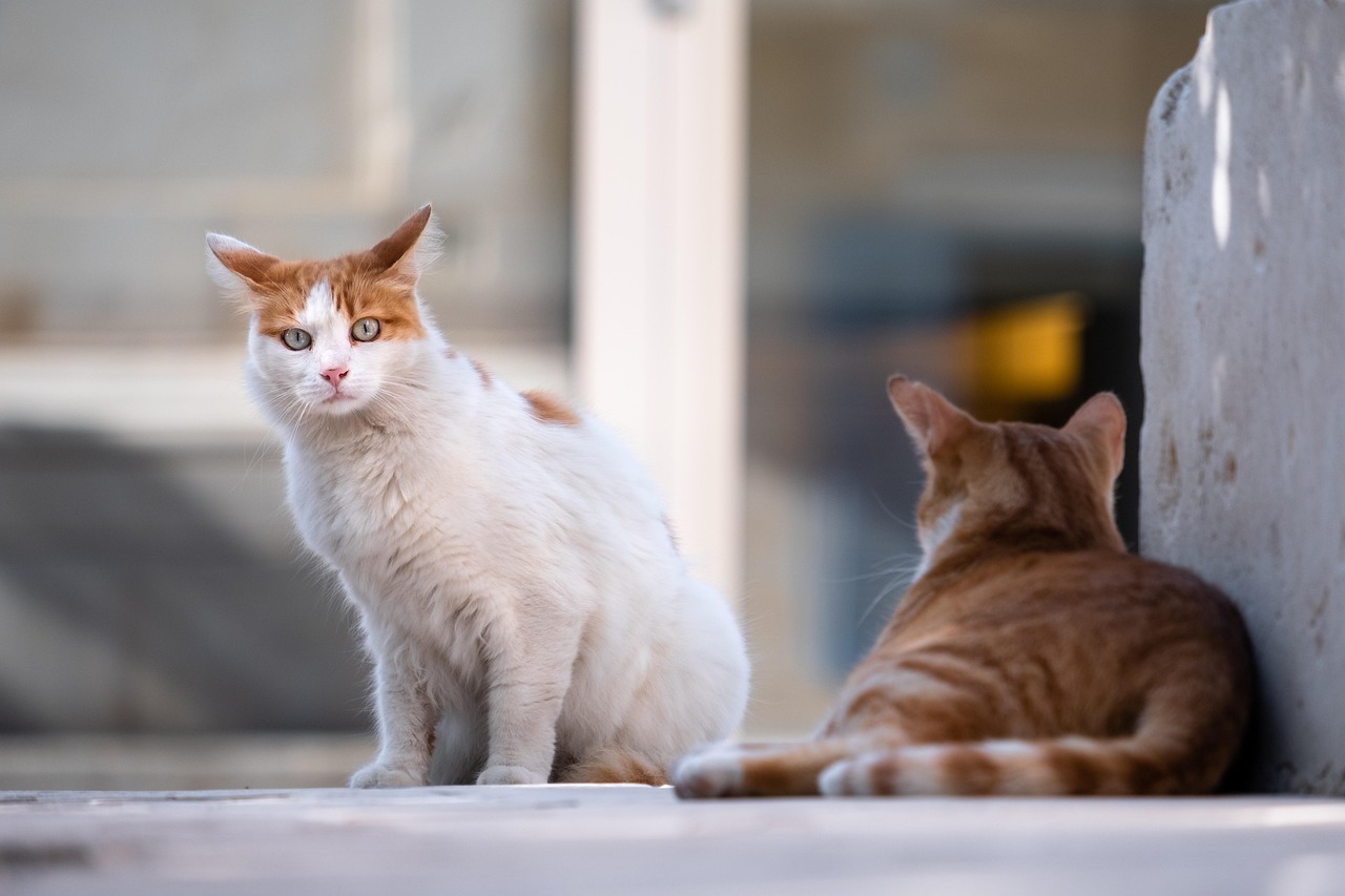 cats-5606202_1280.jpg