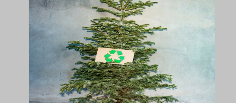 Aire de dépôt des sapins