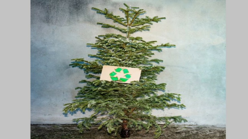 Aire de dépôt des sapins