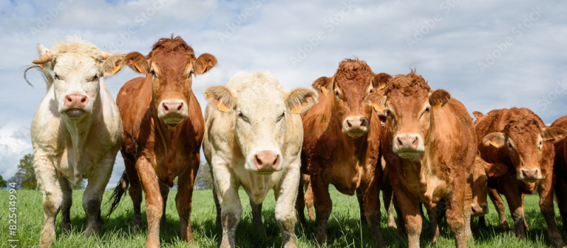 Pour une ruralité retrouvée