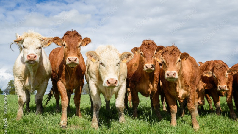 Pour une ruralité retrouvée