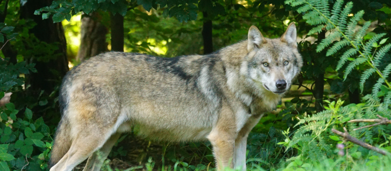 Ce qui change au 1er janvier 2026 en faveur de la transition écologique, de la biodiversité et des négociations internationales sur le climat et la nature