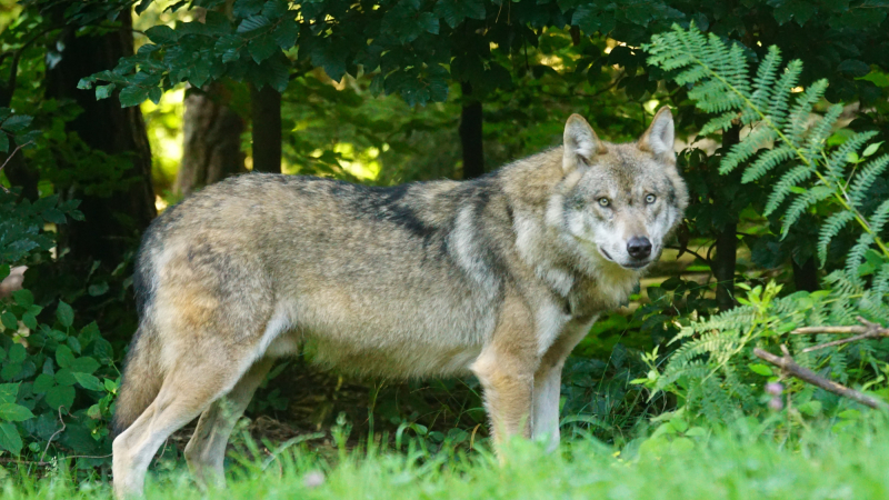 Ce qui change au 1er janvier 2026 en faveur de la transition écologique, de la biodiversité et des négociations internationales sur le climat et la nature