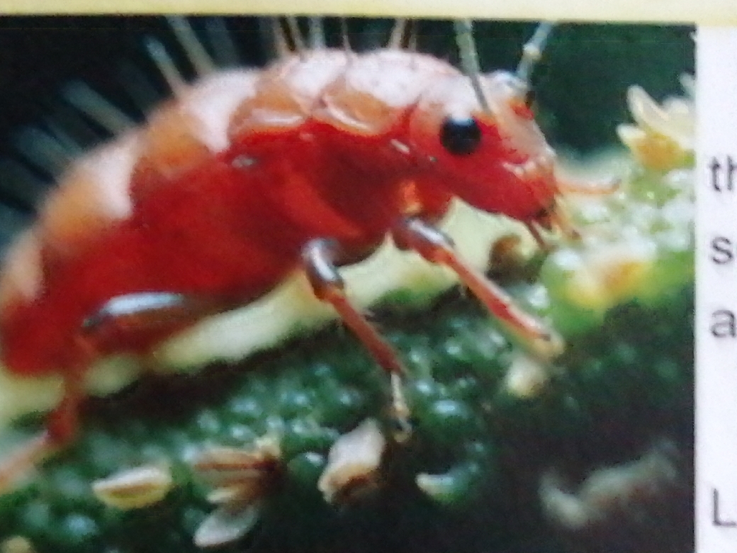 parasitismephoto.jpg
