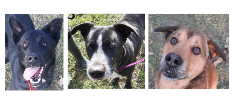 Oreo, Tina et Rex à la une de ce premier samedi de l' année !