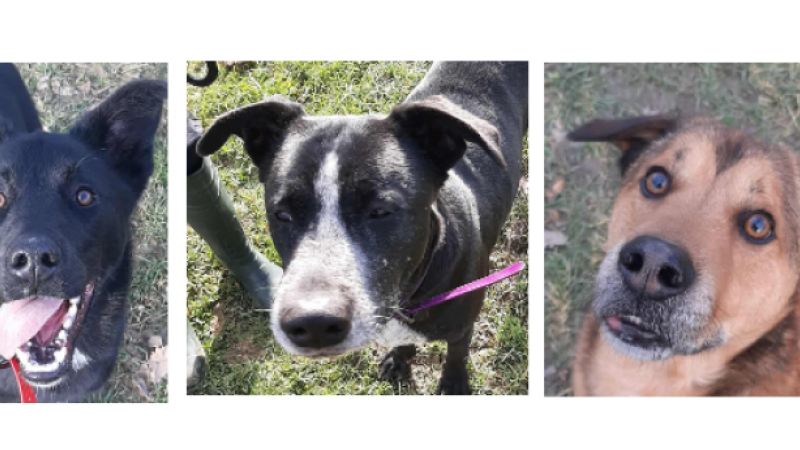 Oreo, Tina et Rex à la une de ce premier samedi de l' année !