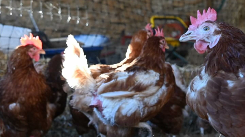 Champs Libres aux Poules : devenez bénévole !