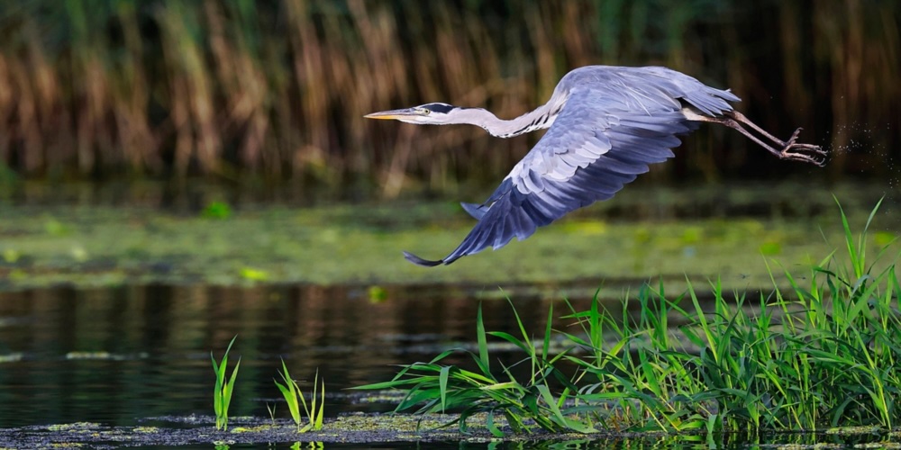 A l étang du Moura, L'Ecocentre Pierre et Terre se propose d'aller à la rencontre des oiseaux hivernants