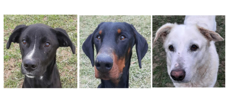 Trois jeunes chiens à la une !