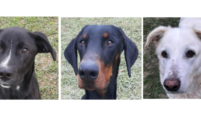 Trois jeunes chiens à la une !