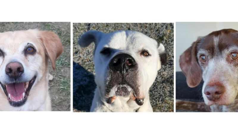 Le refuge se remplit ! Maya, Dogo et Igor vous attendent !
