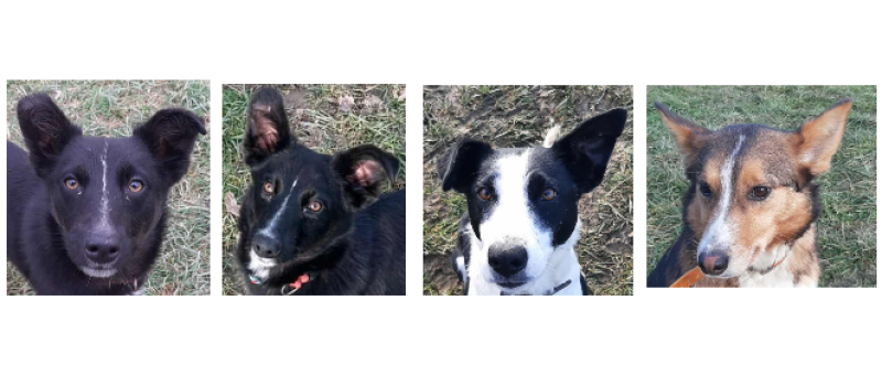 Deux chiots et deux demoiselles à la une cette semaine !