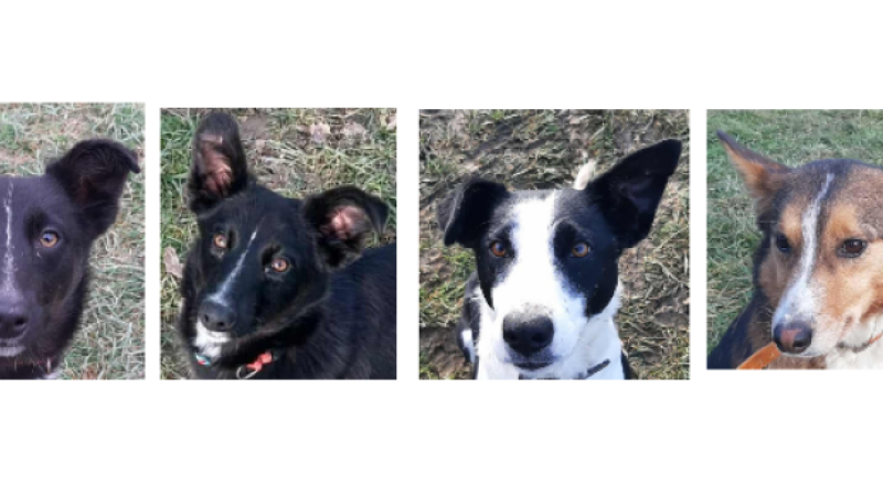 Deux chiots et deux demoiselles à la une cette semaine !
