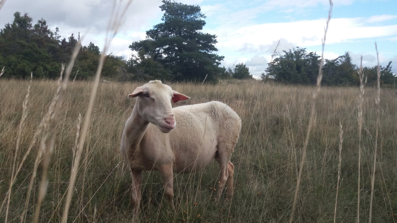 L’aventure sociale du Larzac