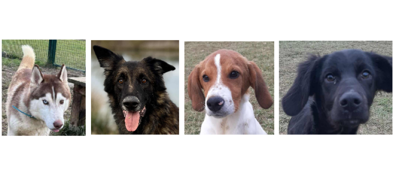 A  la une de ce premier samedi de février, Venus, Iron et les chiots Jessy et Buzz