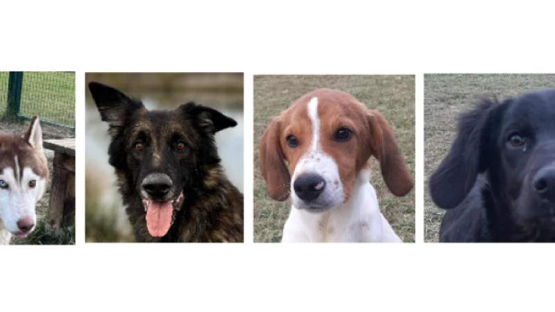 A  la une de ce premier samedi de février, Venus, Iron et les chiots Jessy et Buzz
