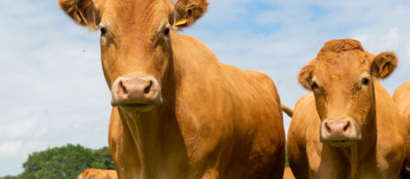Dermatose nodulaire contagieuse (DNC) : l’Espagne élargit le protocole d’importation de bovins vaccinés
