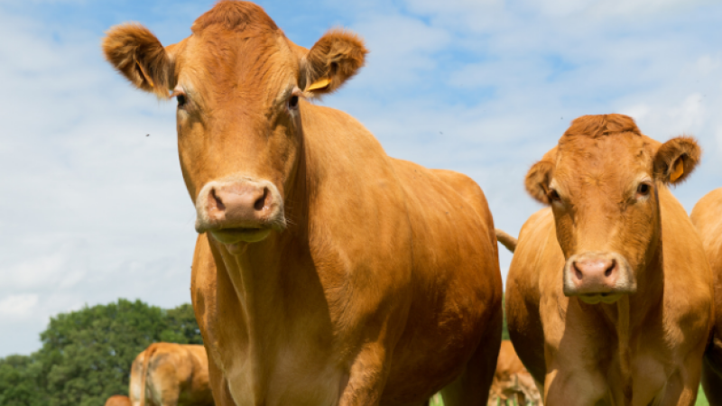 Dermatose nodulaire contagieuse (DNC) : l’Espagne élargit le protocole d’importation de bovins vaccinés