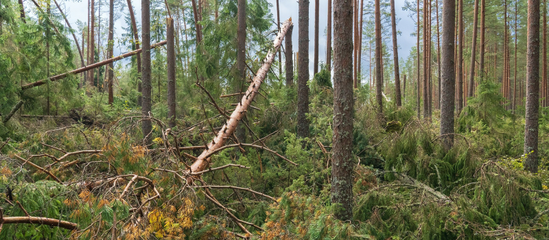 Tempête Nils