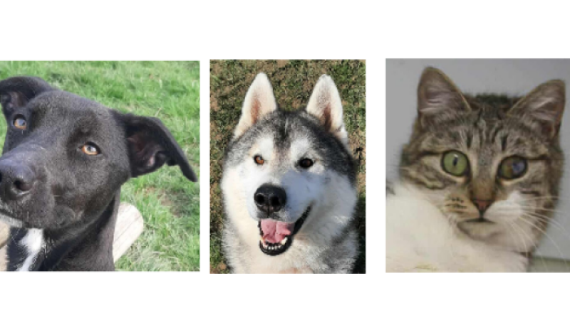 Pepsi, Oski et Sleepy à la une cette semaine !