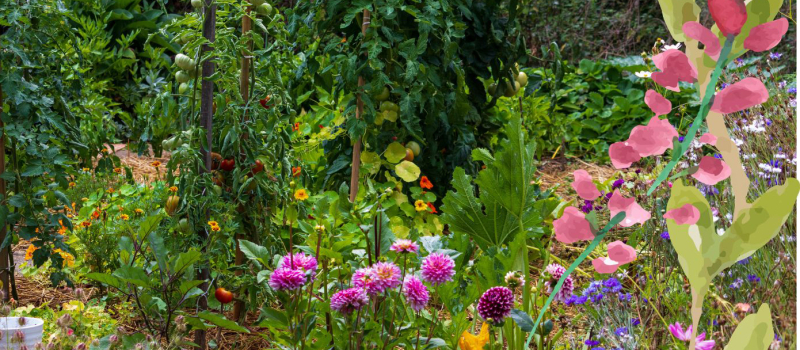 Adapter son jardin et gestion de l'eau économe