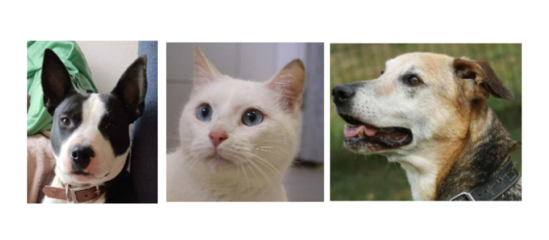 Un chiot, Haribo, un matou, Unix  et papy Helios  à la une cette semaine !