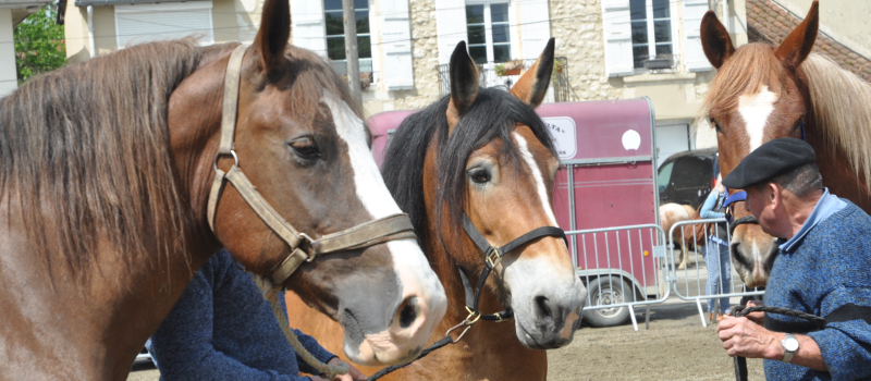 La foire aux chevaux revient le 25 avril place Mahomme !