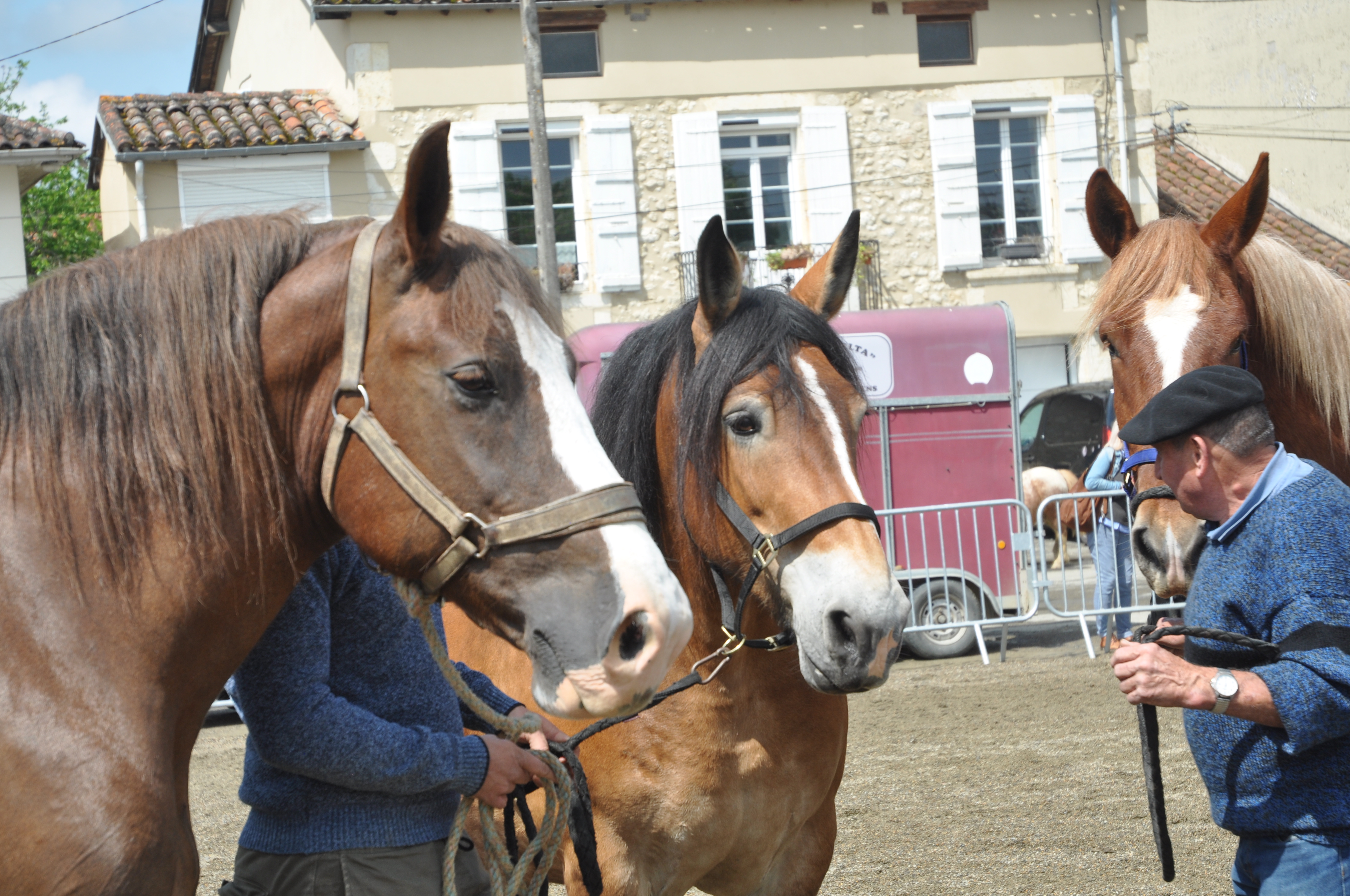 La foire aux chevaux édition 2025