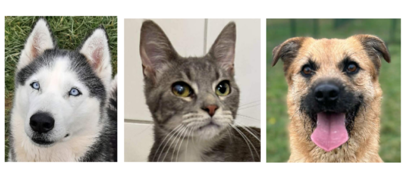 Luna, Harley et Vadi à la une de ce premier samedi de mars !