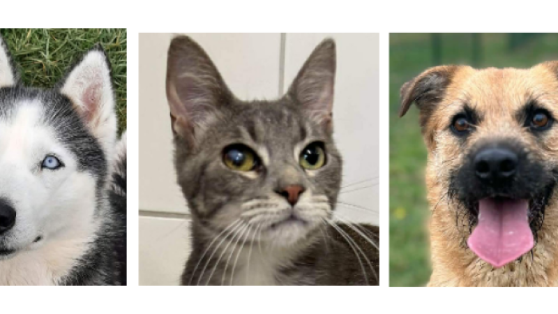 Luna, Harley et Vadi à la une de ce premier samedi de mars !