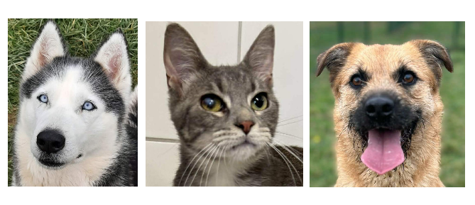 Luna, Harley et Vadi