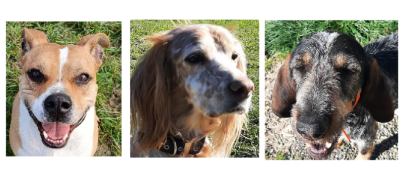 Paco, Junon et Roxy à la une cette semaine !