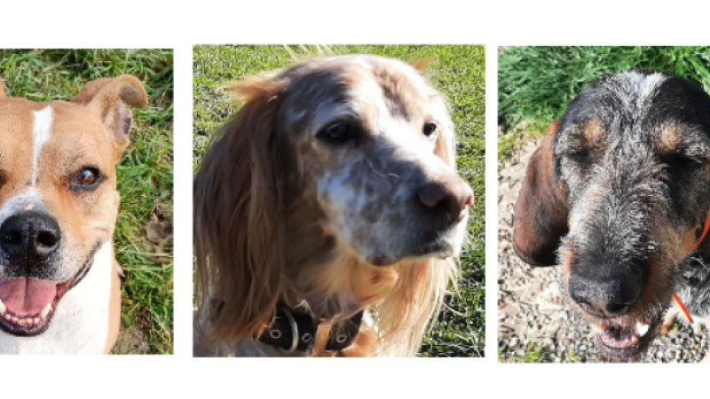 Paco, Junon et Roxy à la une cette semaine !