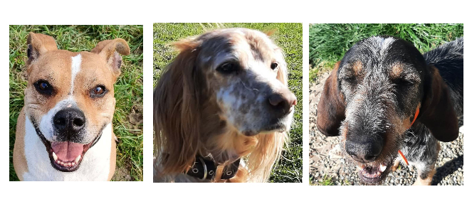 Paco, Junon et Roxy