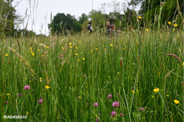 Prairie fleurie