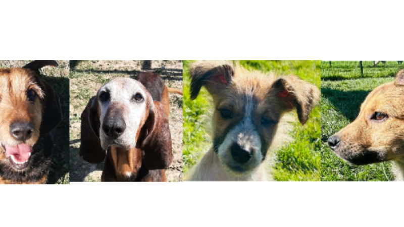 Sherlock, le doyen, Pepite la demoiselle et les deux chiots, Aphrodite et Adhès à la une !