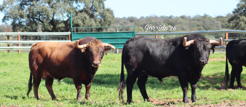 Aignan y Toros vous donne rendez-vous samedi pour sa journée taurine