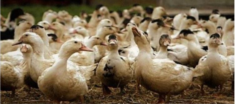 Influenza aviaire.JPG