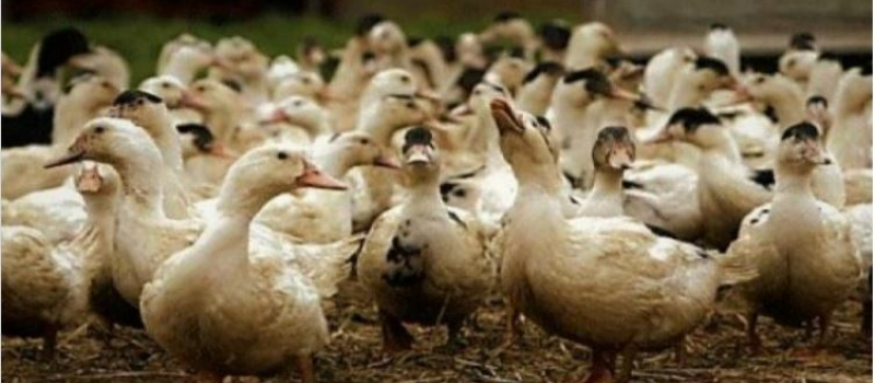 Aviculture, fin du confinement des volailles sur la plus grande partie du département
