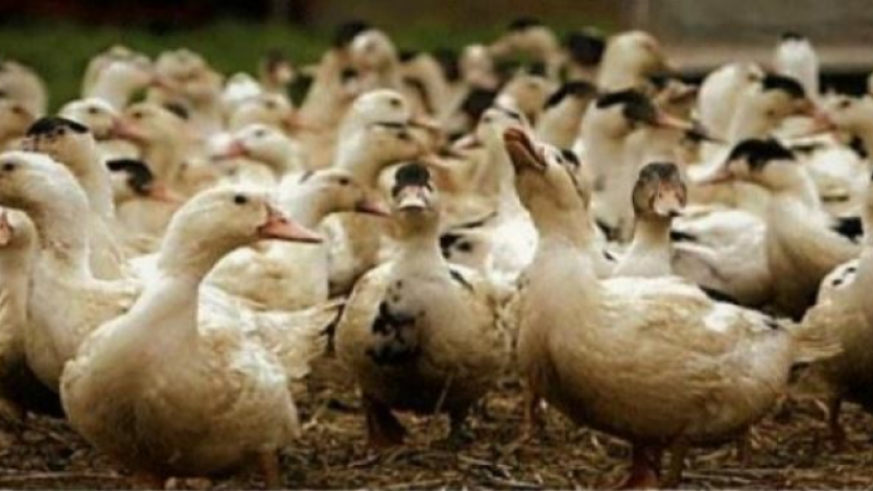 Aviculture, fin du confinement des volailles sur la plus grande partie du département