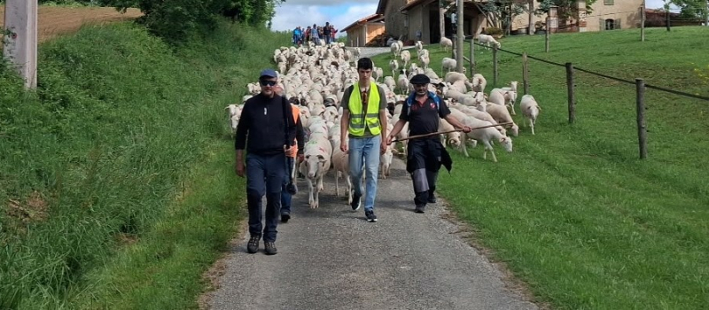 Miélan, transhumance 2026