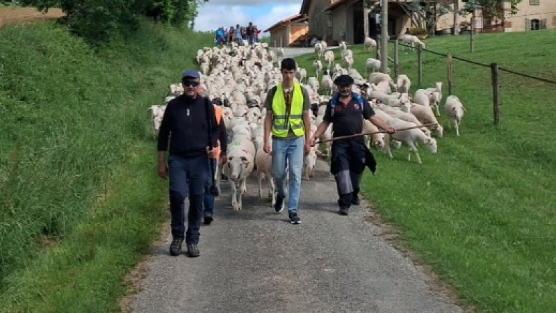 Miélan, transhumance 2026