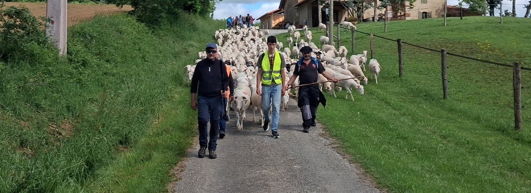 Transhumance 04052026 (2).jpg