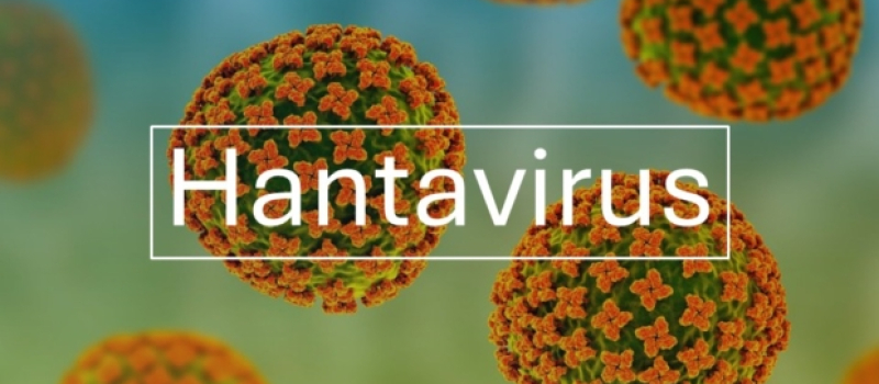 Hantavirus : point de situation et mesures mises en œuvre
