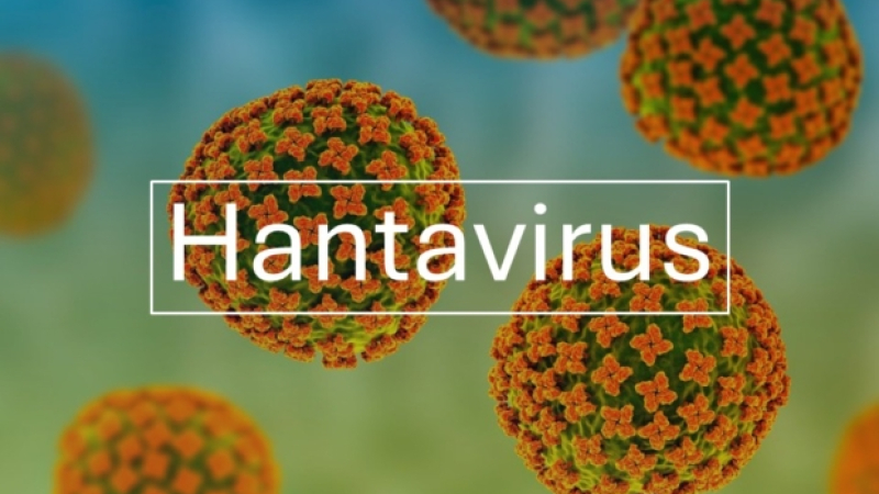 Hantavirus : point de situation et mesures mises en œuvre