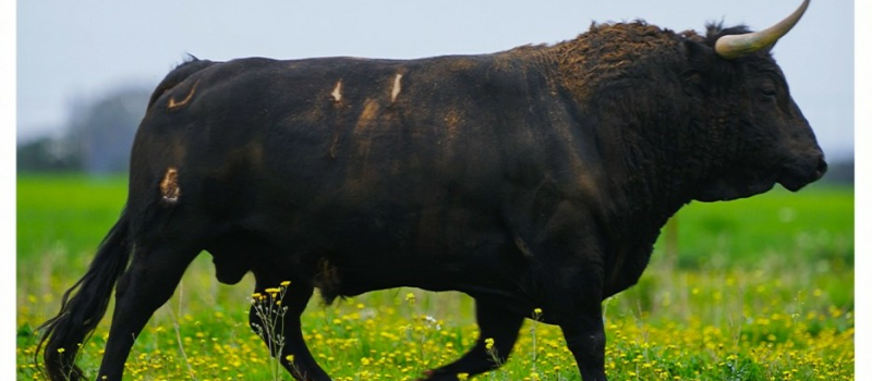 Feria del toro 2026 : journée de samedi 23 mai 2026