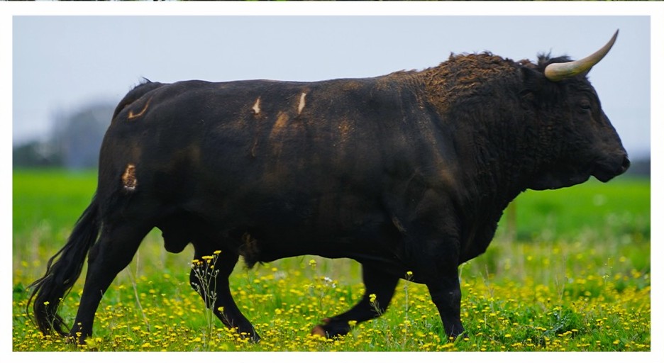 Toro Prieto de la Cal