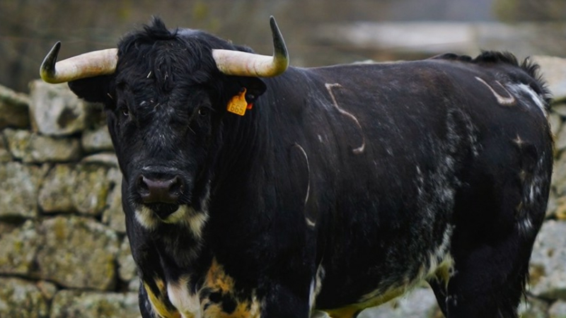 Feria del toro 2026 : journée de dimanche 24 mai 2026