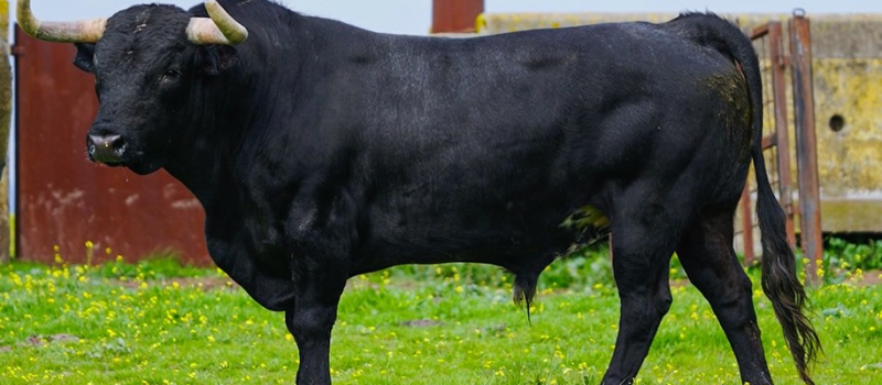 Feria del toro 2026 : journée du lundi 25 mai 2026